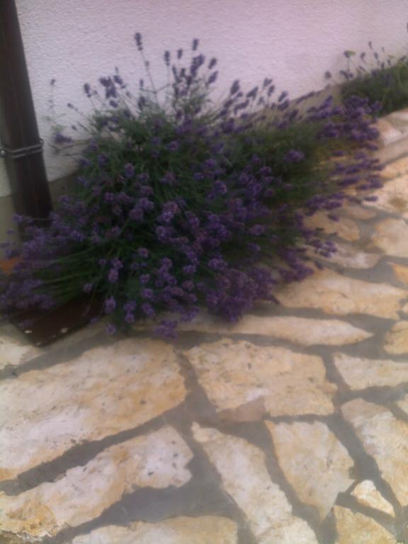 Apartment Tuja Jadrtovac الغرفة الصورة