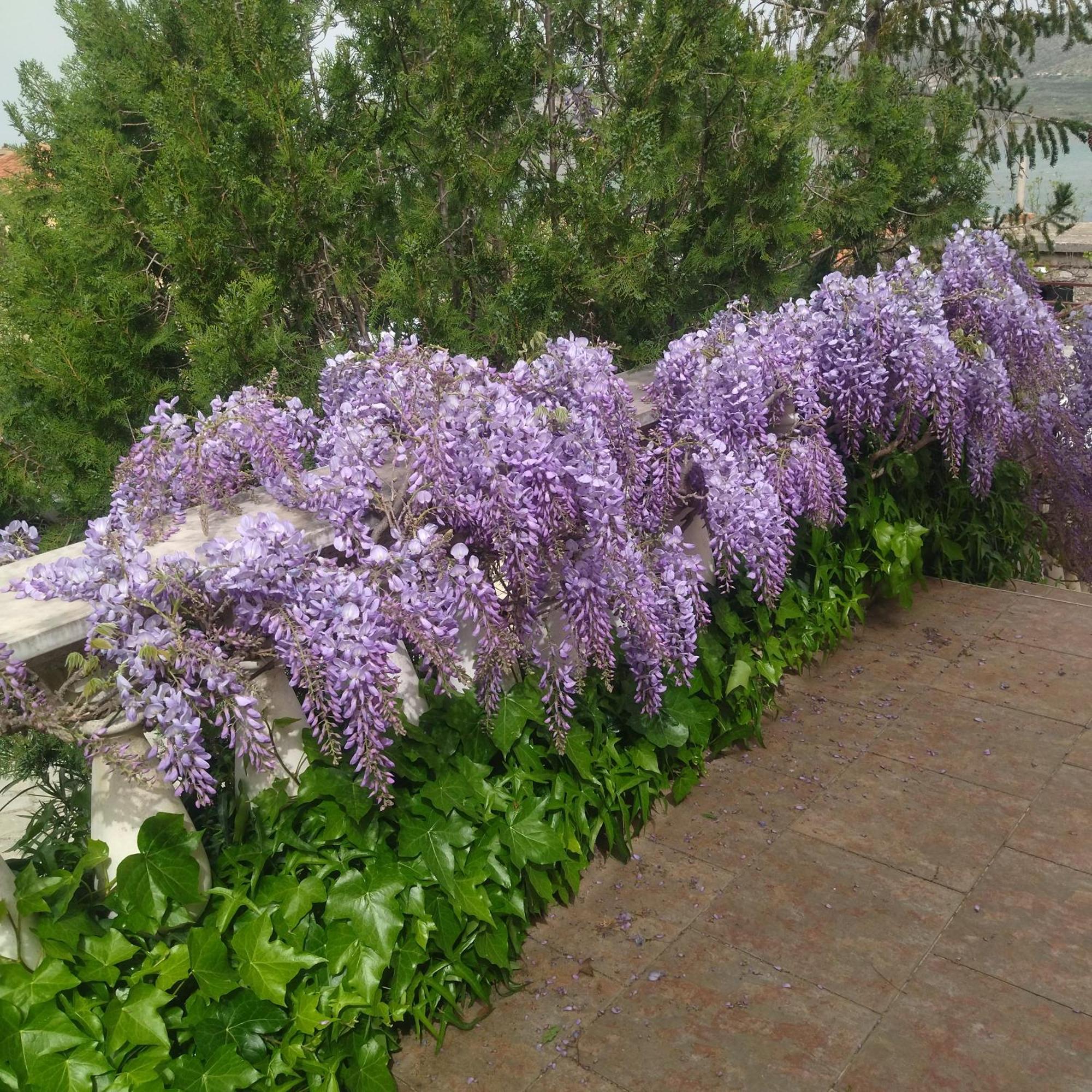 Apartment Tuja Jadrtovac المظهر الخارجي الصورة